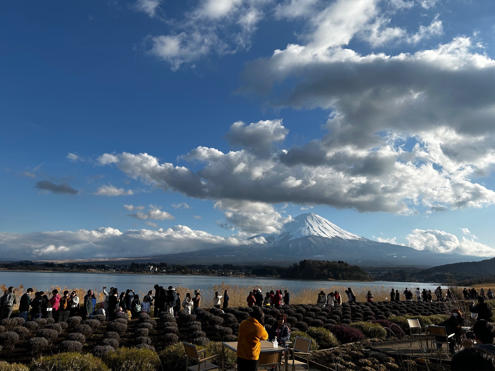 Japan Cherry Blossom