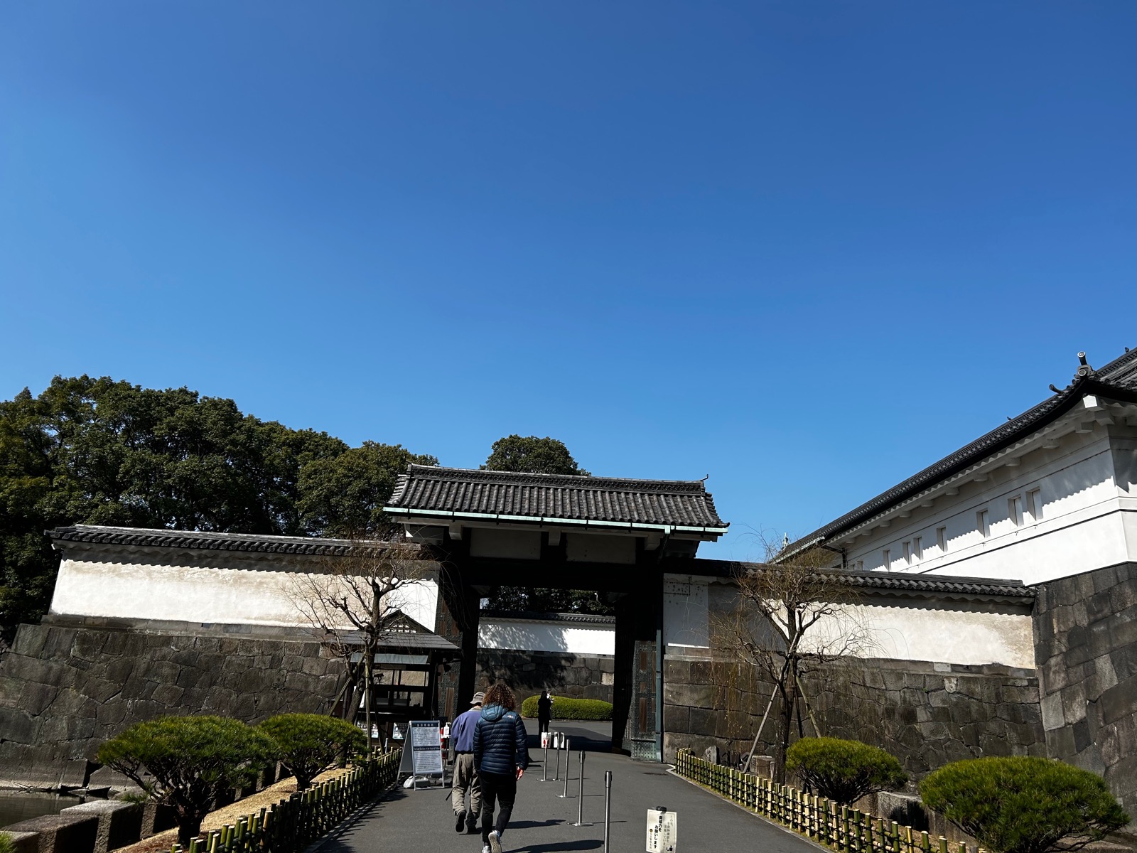 Japan Cherry Blossom