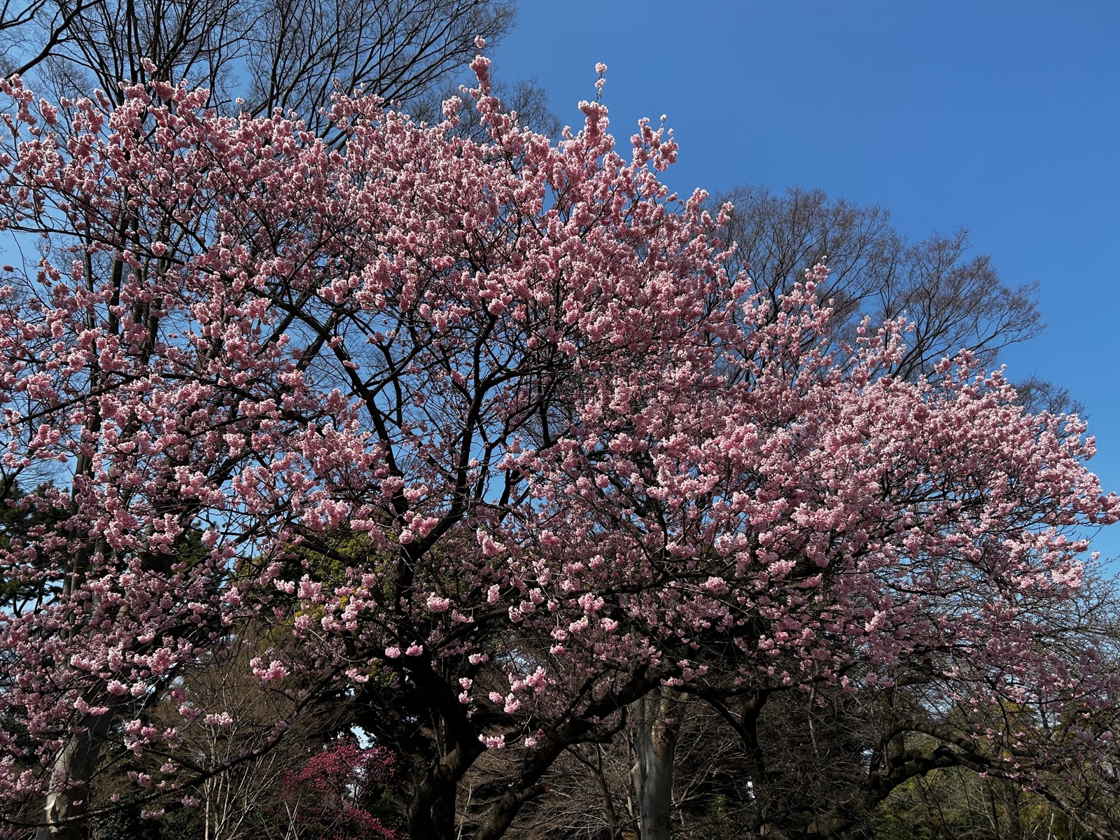 Japan Cherry Blossom
