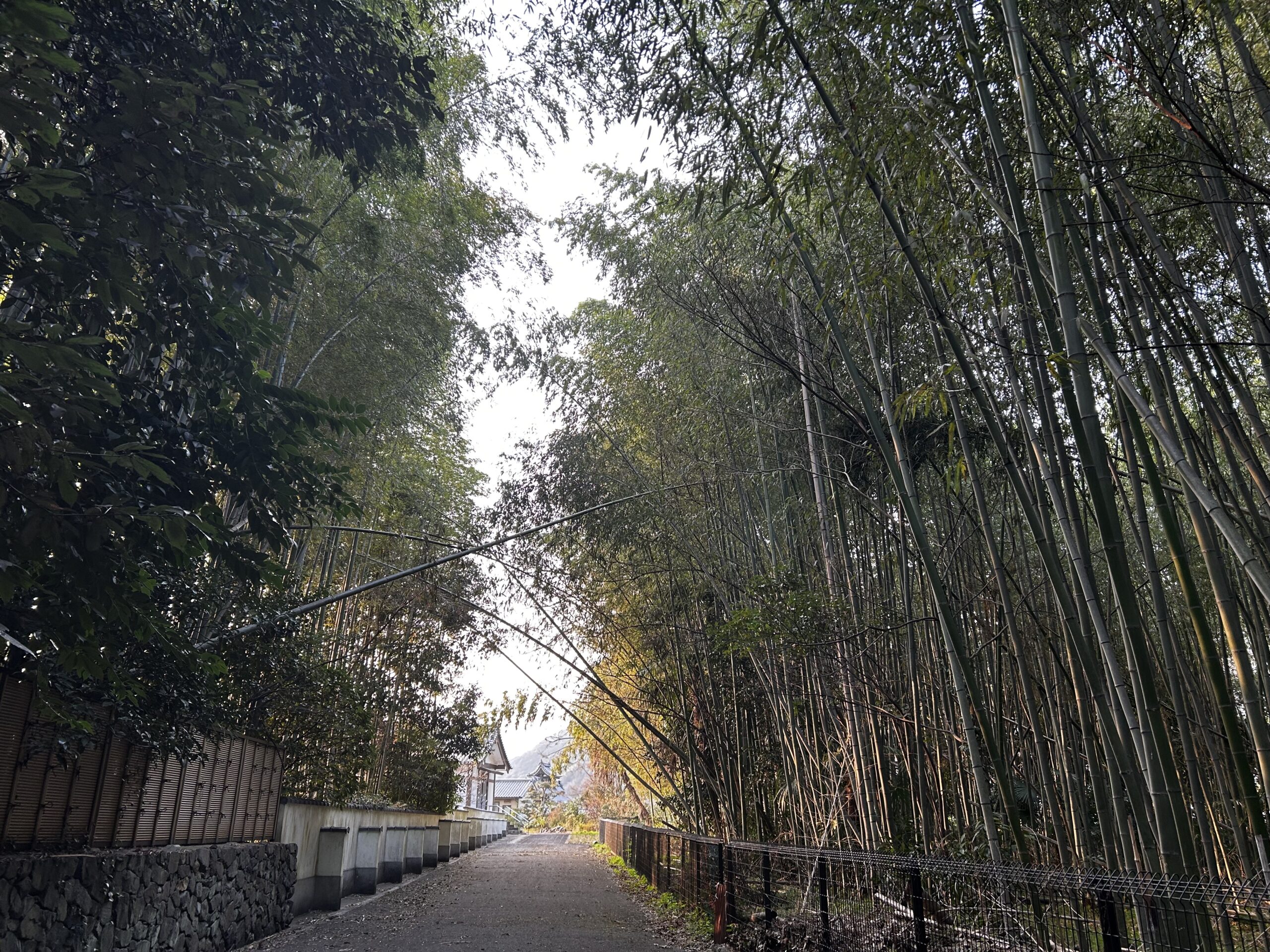 Atmospheric bamboo grove pathway in Japan