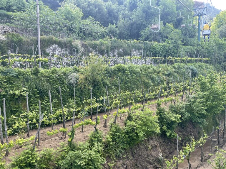 Travel photo from italy-terraced-vineyards