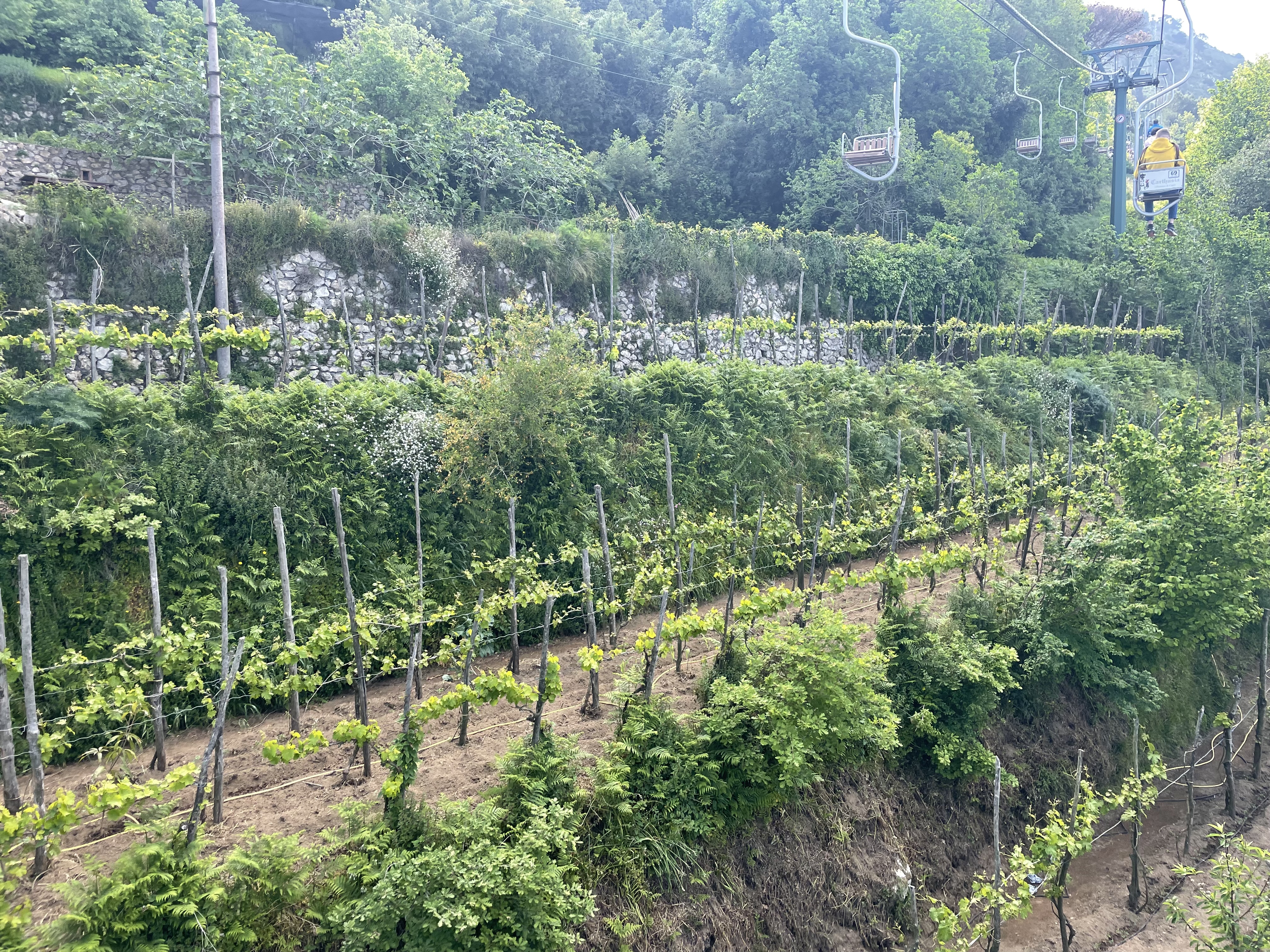 Terraced vineyards on the Amalfi Coast hillside