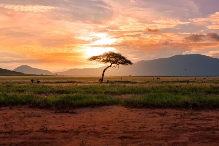 Kenya safari wildlife landscape